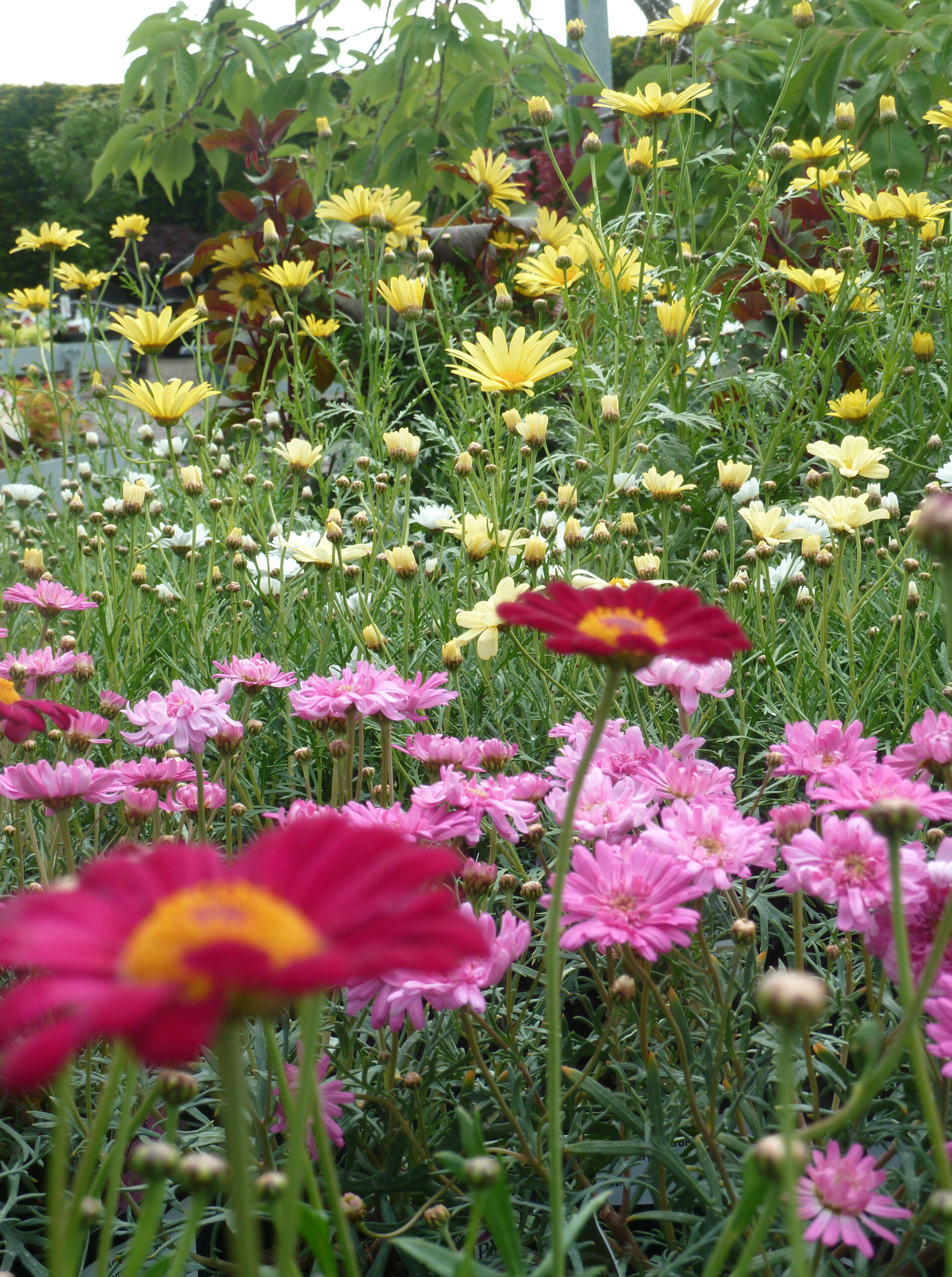 Colourful flowers
